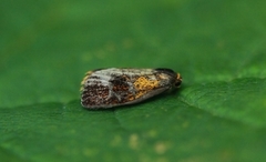 Brindled Tortrix (Ptycholoma lecheana)