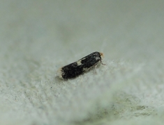 Ectoedemia albifasciella