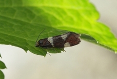 Currant-shoot Borer (Lampronia capitella)