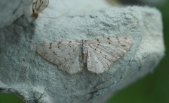 Grey Birch (Aethalura punctulata)