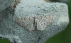 Punktbarkmåler (Aethalura punctulata)