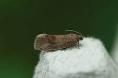 Great Marble (Pseudosciaphila branderiana)
