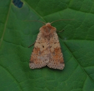 Ingrailed Clay (Diarsia mendica)