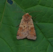 Skogteglfly (Diarsia mendica)