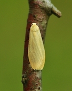 Bøkelavspinner (Eilema sororcula)