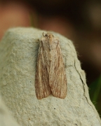 Brunt kappefly (Lithophane socia)