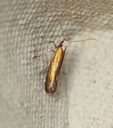 Bronze Argent (Argyresthia arceuthina)