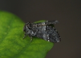 Mørk eiketannspinner (Drymonia dodonaea)