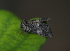 Mørk eiketannspinner (Drymonia dodonaea)