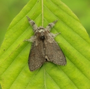 Pale Tussock (Calliteara pudibunda)