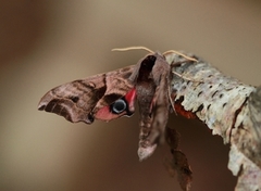 Kveldpåfugløye (Smerinthus ocellata)