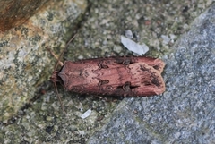 Langvingejordfly (Agrotis ipsilon)