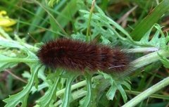 Ruby Tiger (Phragmatobia fuliginosa)