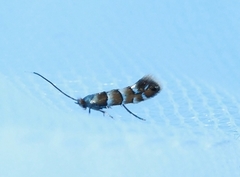 Phyllonorycter kleemannella