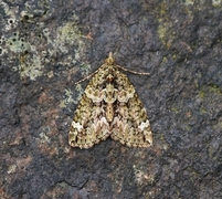 Red-green Carpet (Chloroclysta siterata)