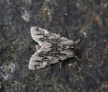 Rannoch Sprawler (Brachionycha nubeculosa)