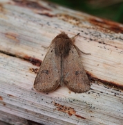 Small Quaker (Orthosia cruda)