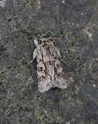 Early Grey (Xylocampa areola)