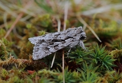 Early Grey (Xylocampa areola)