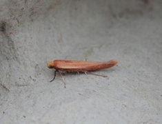 Zelleria hepariella