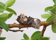 The Spectacle (Abrostola tripartita)
