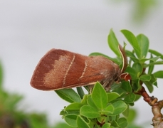 Bringebærspinner (Macrothylacia rubi)