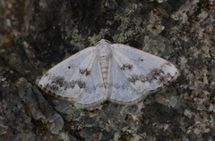 Clouded Silver (Lomographa temerata)