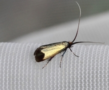 Green Long-horn (Adela reaumurella)