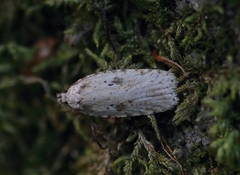 Agonopterix arenella