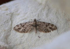 Strekdvergmåler (Eupithecia exiguata)