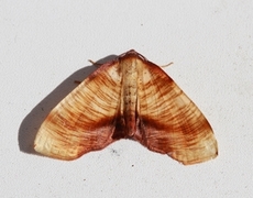 Scorched Wing (Plagodis dolabraria)