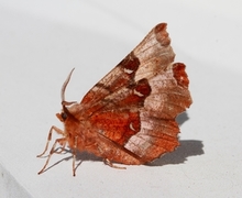 Praktmånemåler (Selenia tetralunaria)