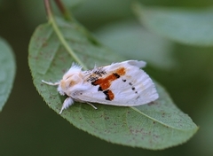 Hvit tannspinner (Leucodonta bicoloria)