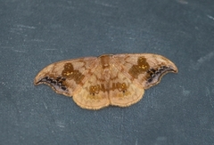 Scarce Hook-tip (Sabra harpagula)
