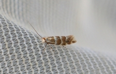 Phyllonorycter emberizaepennella