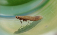 Oak Carl (Tischeria ekebladella)