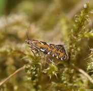 Glyphipterix bergstraesserella