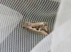 Starrglansfly (Deltote uncula)