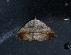 Sigdfly (Laspeyria flexula)