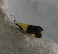 Oecophora bractella