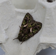 Orache Moth (Trachea atriplicis)