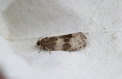 Great Marble (Pseudosciaphila branderiana)