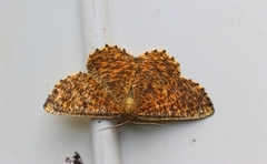 Orange Moth (Angerona prunaria)