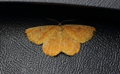Orange Moth (Angerona prunaria)