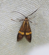 Nemophora degeerella