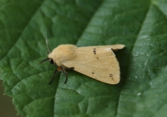 Gul tigerspinner (Spilarctia lutea)