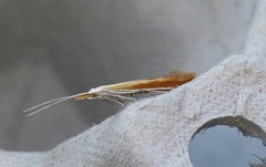 Stor lakrismjeltsekkmøll (Coleophora gallipennella)