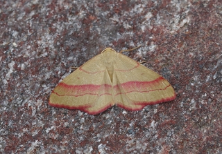 Karminmåler (Rhodostrophia vibicaria)