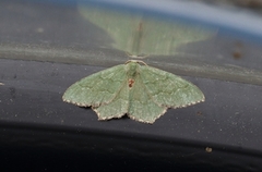 Common Emerald (Hemithea aestivaria)