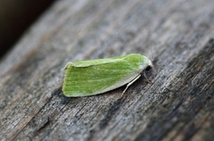 Dvergbåtfly (Earias clorana)